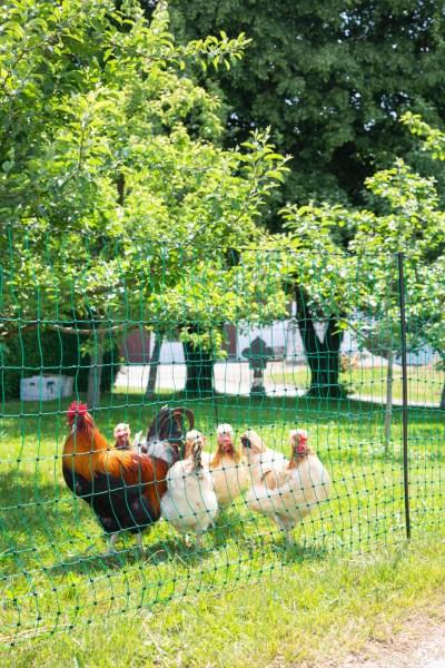 Image du produit Kerbl PoultryNet