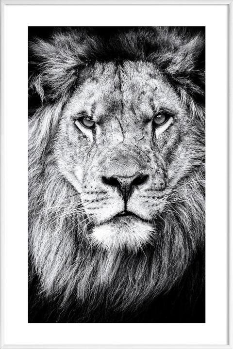 Produktbild Juniqe Portrait of a Regal Lion (60 x 90 cm)