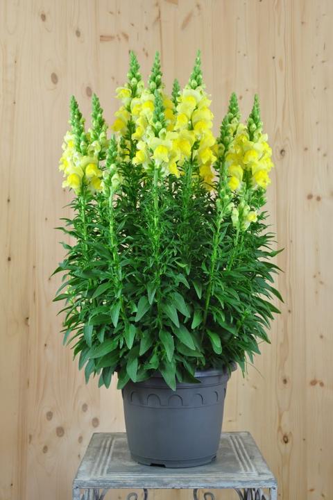 Produktbild Säntispracht Das bienenfreundliche Löwenmäulchen - Antirrhinum majus 'Sonnet Yellow' (60 cm)