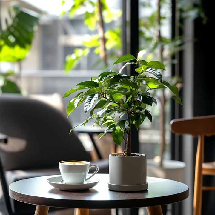 Produktbild Plant in a Box Coffea arabica - 4er Set Kaffeepflanze (25 cm)