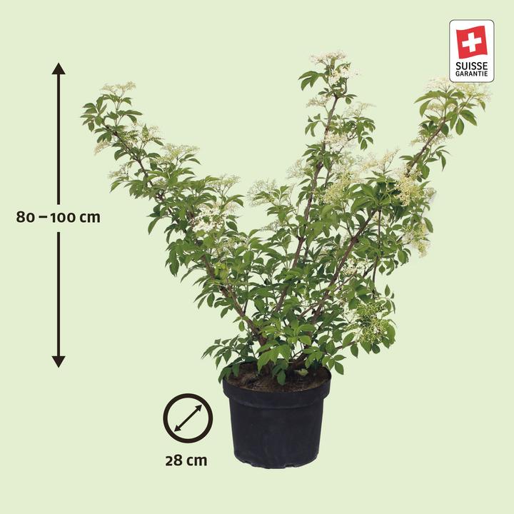 Produktbild Zulauf Schwarzer Holunder / Sambucus nigra (100 cm)