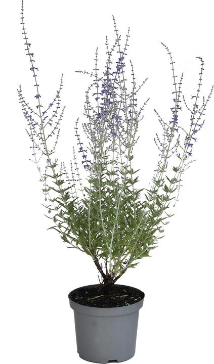 Produktbild Zulauf Blauraute / Perovskia 'Blue Spire' (30 cm)