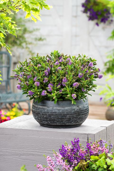 Produktbild Plant in a Box Hebe All Blooms 'Siara' - (30 cm)