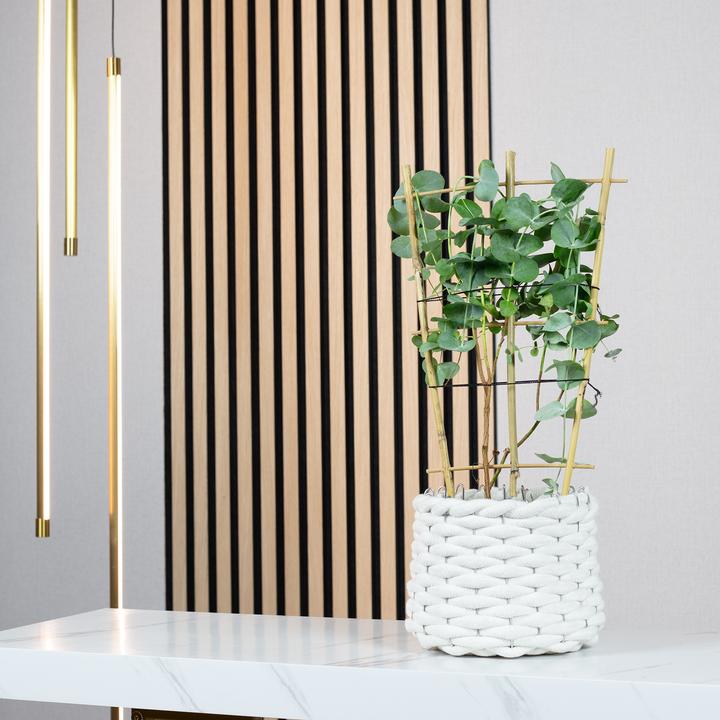 Produktbild Flowerbox Eukalyptus - Eucalyptus gunnii (50 cm)
