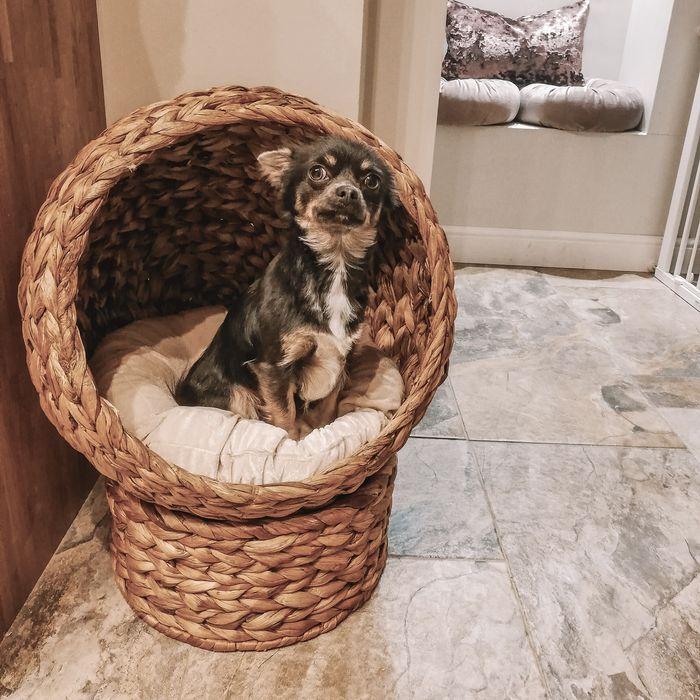 Produktbild Swisshandel24 Rattan Katzenhöhle Katzenbett Katzenkorb Katzenkörbchen Katzenhütte mit Kissen Haustierbett Wasserhy (Katze)