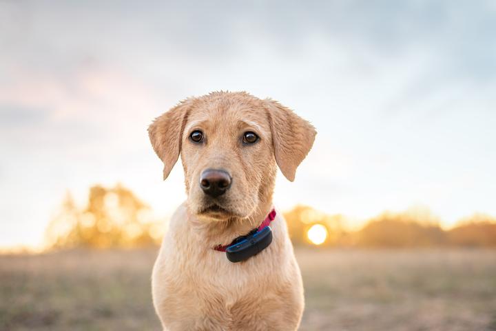 Produktbild Tractive GPS Tracker Hund mit Aktivitätstracking (Hund)