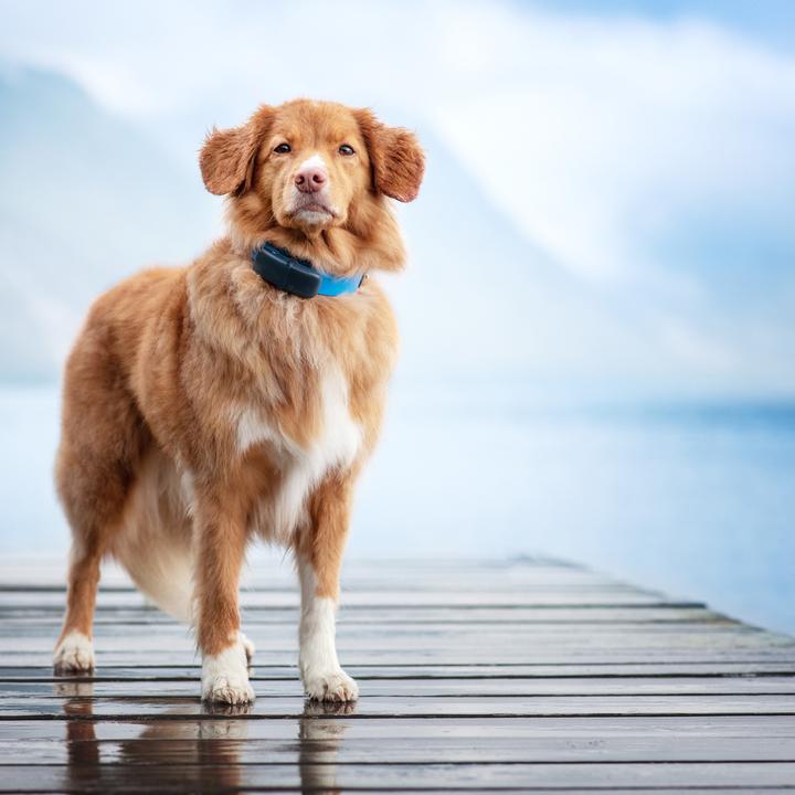 Produktbild Tractive GPS Tracker Hund mit Aktivitätstracking (Hund)