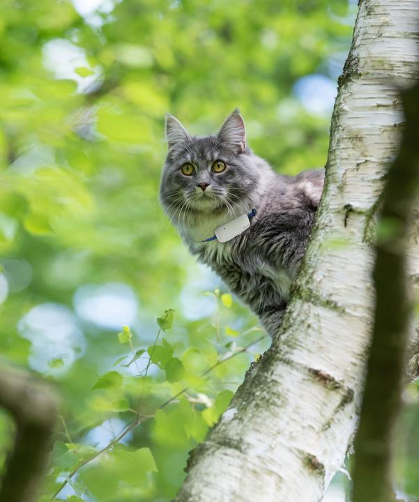 Actual product image Tractive GPS tracker for cats with activity tracking (Cat, Walks)