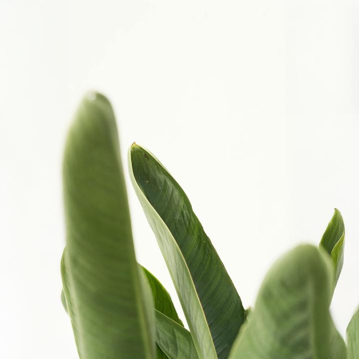 Produktbild Plant in a Box Strelitzia Nicolai - Paradiesvogelblume (55 cm)