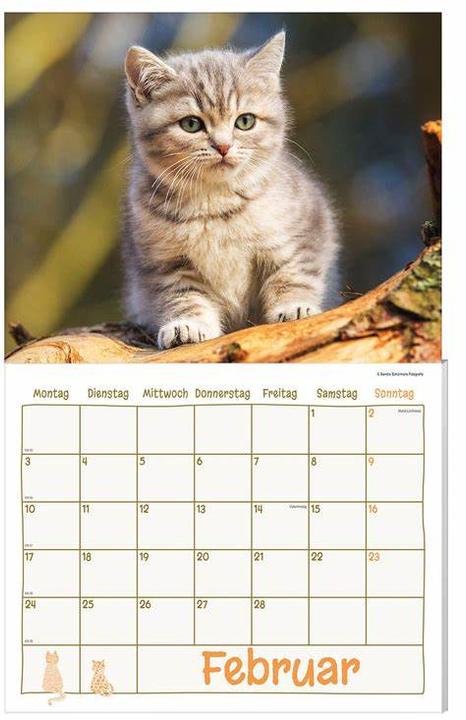 Katzen Kalenderpaket 2025, 9-teilig (Tedesco)