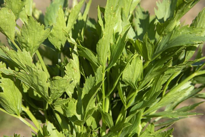 Produktbild Zollinger Bio Liebstöckel, Maggikraut (Keimlinge)