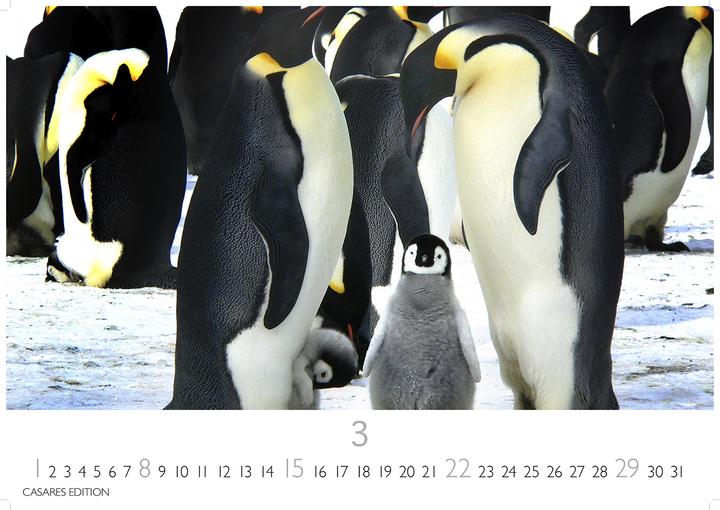 Produktbild Pinguine 2026 S 24x35cm (24 x 35 cm, Deutsch)