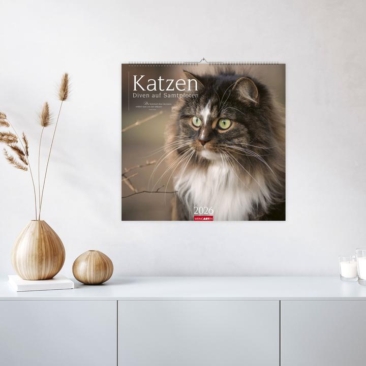 Produktbild Katzen - Diven auf Samtpfoten Kalender 2026 (48 x 46 cm, Deutsch, Englisch)
