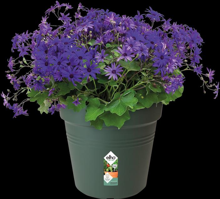 Image du produit Elho Les bases du vert (21 cm)