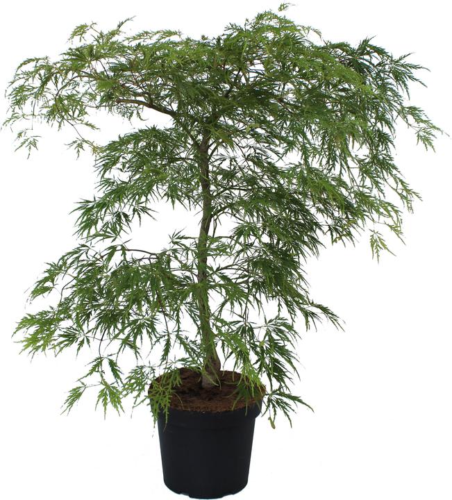 Produktbild Zulauf Japanischer Fächer-Ahorn / Acer palmatum 'Dissectum Viridis' (80 cm)