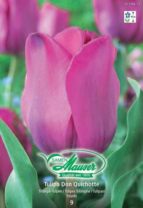 Actual product image Samen Mauser Don Quixote triumph tulip (Flower seeds)
