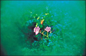 Immagine prodotto Cokin Filtro A065 C.Spot Verde (Filtri di colore)