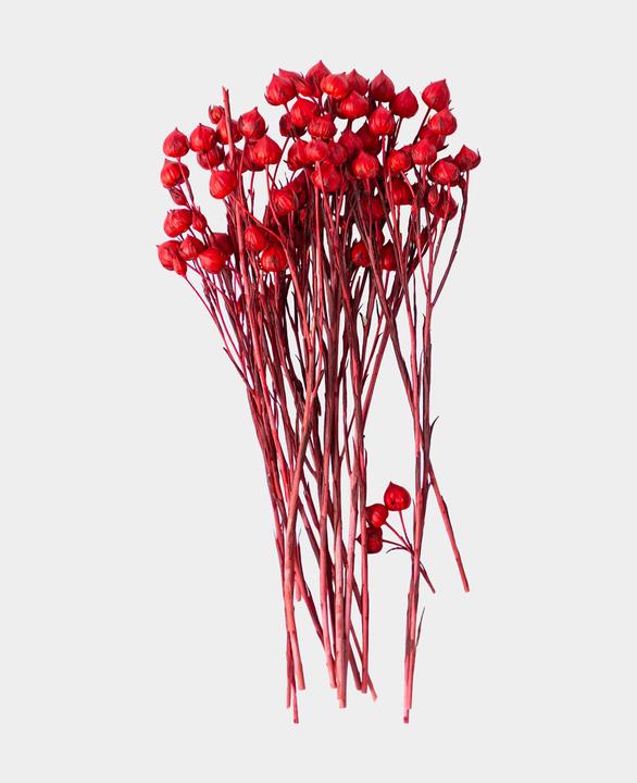 Immagine prodotto I Am Creative Lino Gras (Fiori secchi)