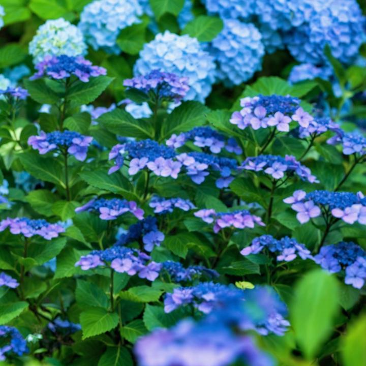 Produktbild Plant in a Box Hydrangea serrata 'Summerglow' - Hortensie (25 cm)