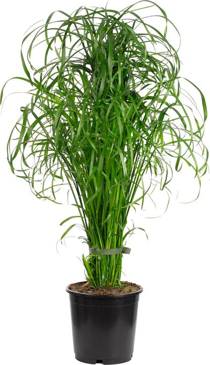 Produktbild Flowerbox Zyperngras - Cyperus alternifolius (Tierfreundlich)