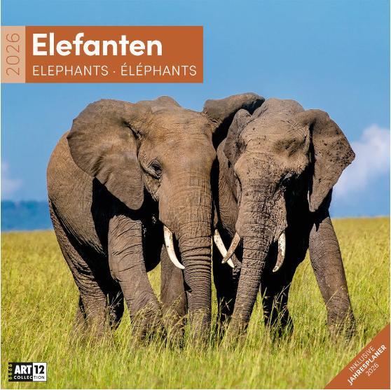 Actual product image Elefanten Kalender 2026 - 30x30 (30 x 30 cm, Hardcover, German, French, Italian, English)