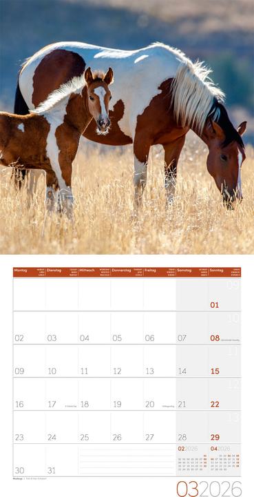 Actual product image Pferde Kalender 2026 - 30x30 (30 x 30 cm, Hardcover, German)