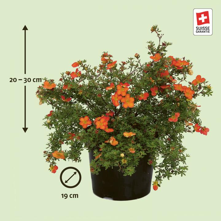Produktbild Zulauf Fingerstrauch / Potentilla fruticosa 'Red Robin' (30 cm)