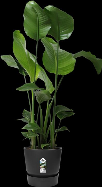 Immagine prodotto Elho Vasi da fiori (29.50 cm)