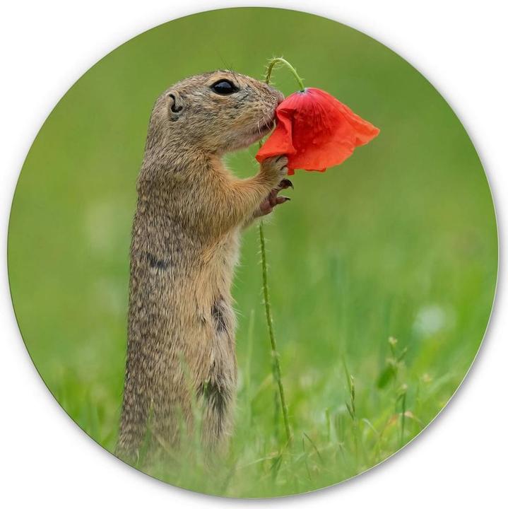 Actual product image Trenddeko van Duijn - Gopher with poppy flower (Ø 70 cm)