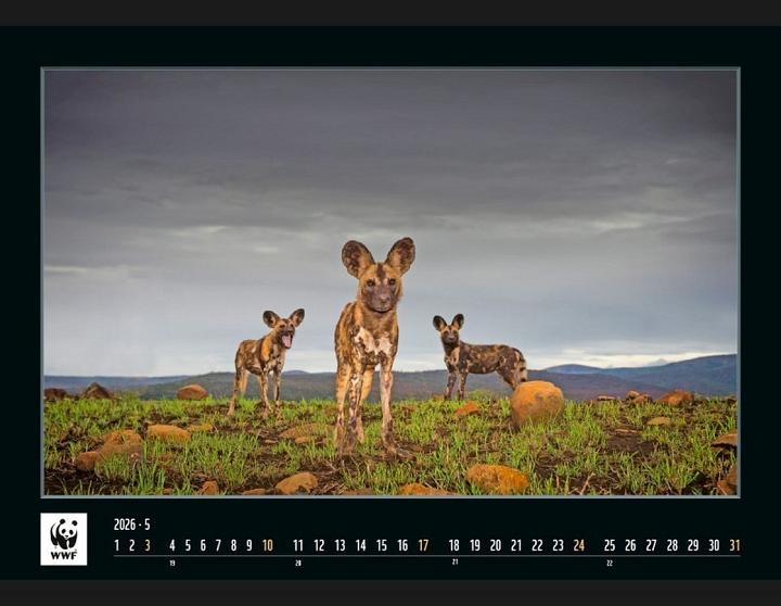 Produktbild WWF 2026 (Französisch, Englisch, Deutsch, Italienisch)