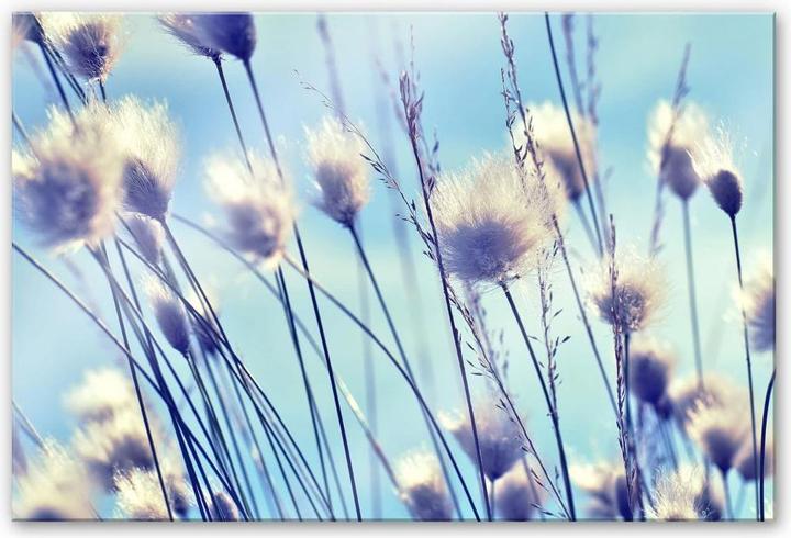Trenddeko Wind im Gras (60 x 40 cm)