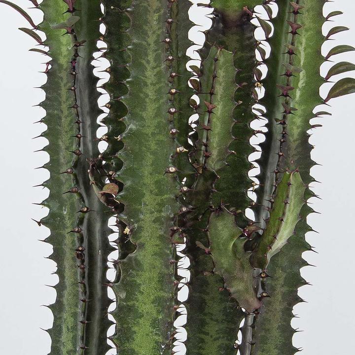 Produktbild Kakteen Gautschi Euphorbia trigona rubra (60 cm)