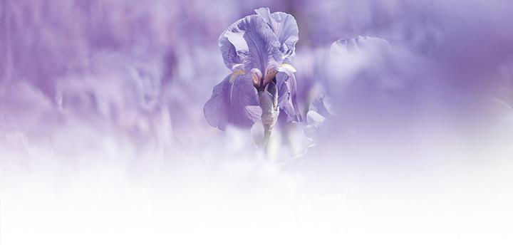 Immagine prodotto Weleda Iris Erfrischende Nachtpflege (30 ml, Crema notte)