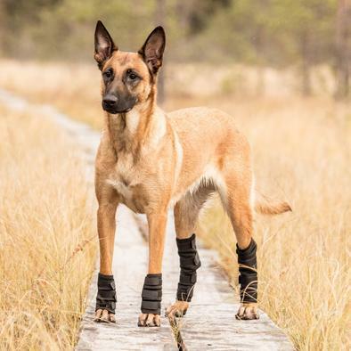 Produktbild Back on Track Sprunggelenkschoner mit 4 Klettverschlüssen (Hund)
