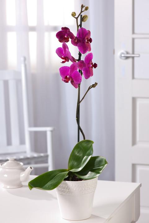 Actual product image Plant in a Box Phalaenopsis - Butterfly Orchid (50 cm)