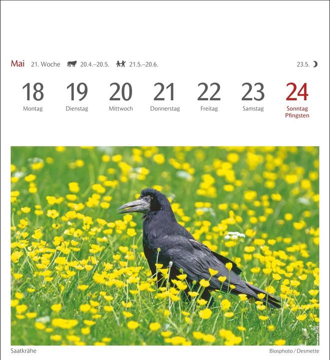 Immagine prodotto Harenberg Heimische Vögel Postkartenkalender 2026 - Wochenkalender mit 53 Postkarten (Tedesco)