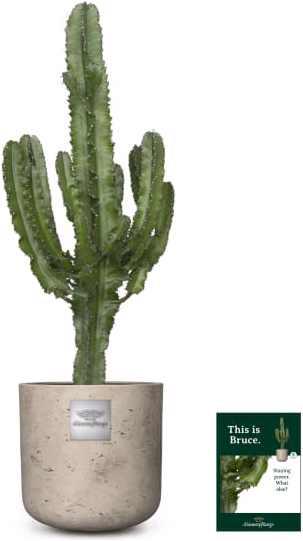 Actual product image Männerpflanze Bruce (100 cm)