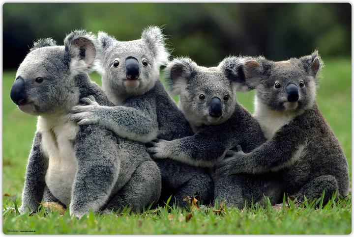 Produktbild CoverYourDesk Schreibunterlage KOALA (60 x 40 cm)