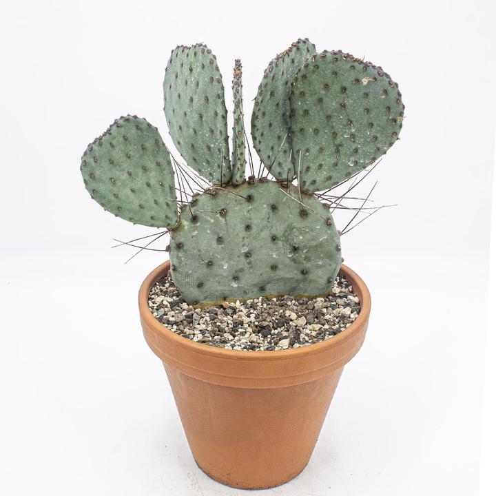 Produktbild Kakteen Gautschi Opuntia azurea (45 cm)