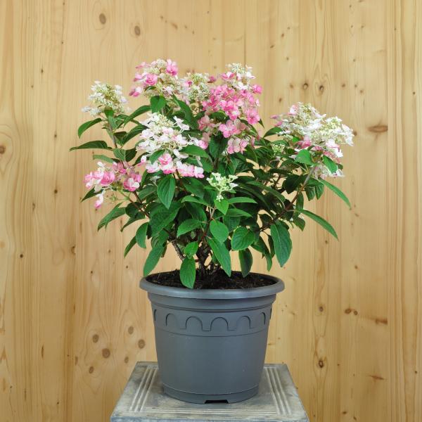 Produktbild Säntispracht Ein Frühblüher unter Zwerg-Rispenhortensien - Hydrangea paniculata 'Little Quick Fire' (80 cm)