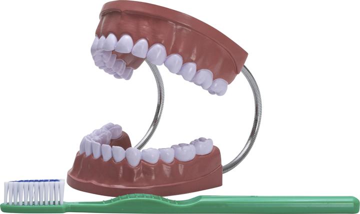Image du produit Betzold Modèle de brossage des dents