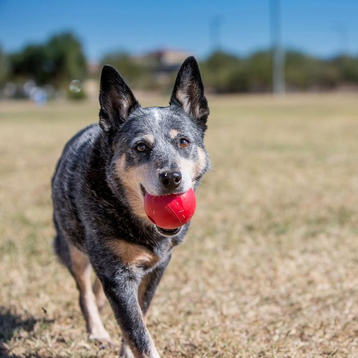 Immagine prodotto KONG Palla (Palla giocattolo per cani)