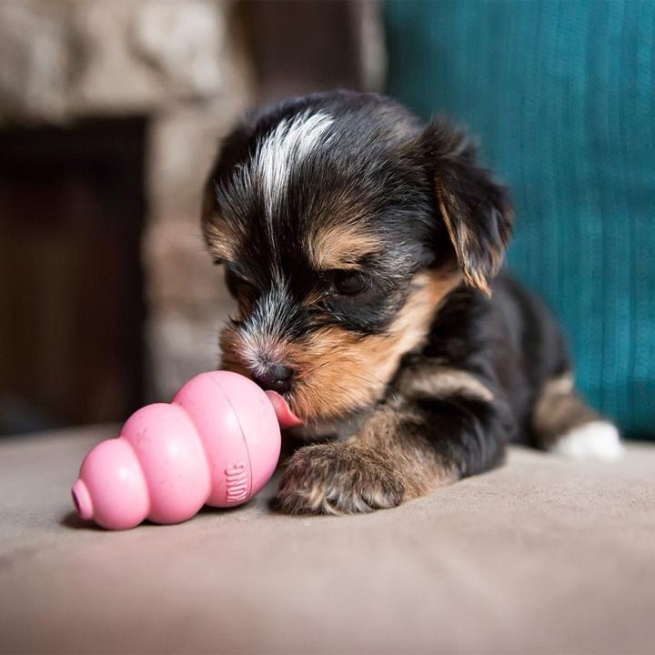 Image du produit KONG Chiot (Jouet pour chiot)