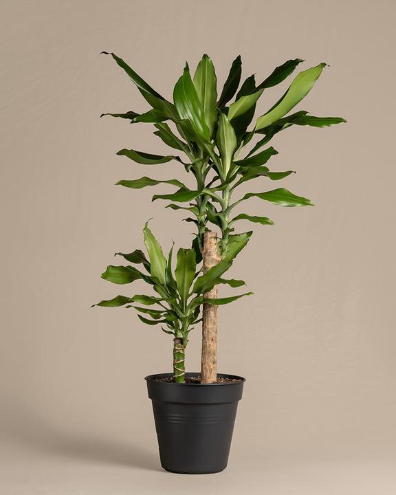 Actual product image feey Large dragon tree (85 cm, Freshly repotted)