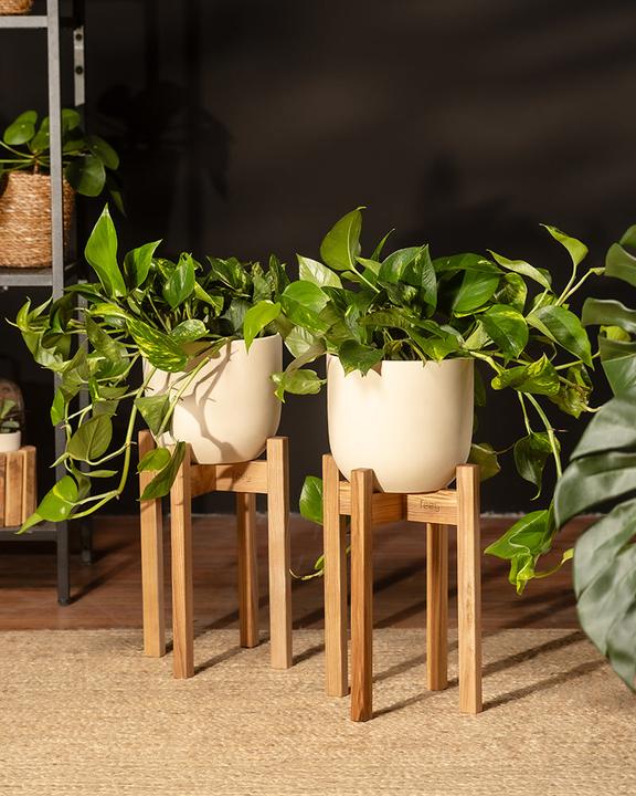 Actual product image feey Grosse Efeutute (70 cm, Freshly repotted)