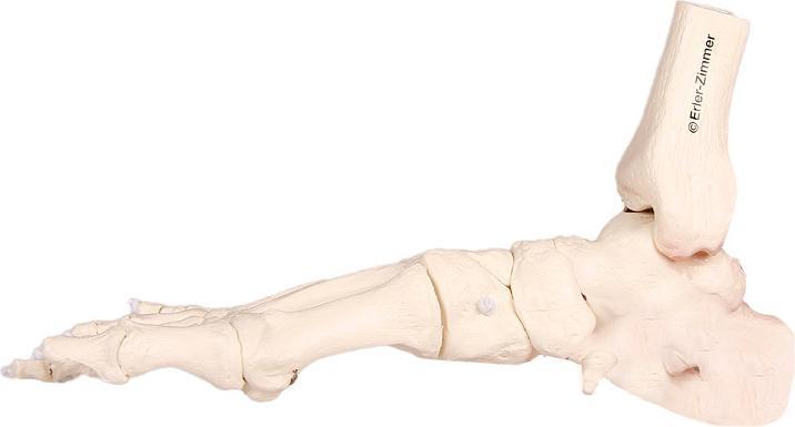 Immagine prodotto Erler Zimmer Scheletro del piede con tibia e perone montati in modo mobile