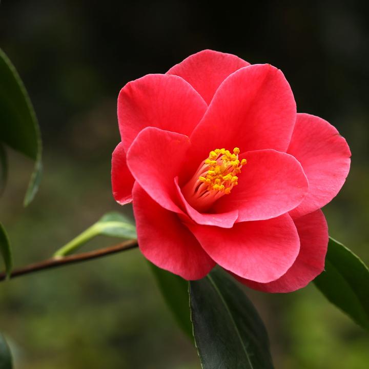 Image du produit Plant in a Box Camellia japonica Dr. King - Camélia japonais (60 cm)