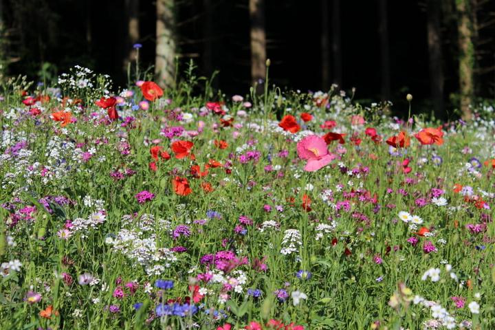 Produktbild Ökohum Bodensee Blütentraum Augenweide (Blumensamen)