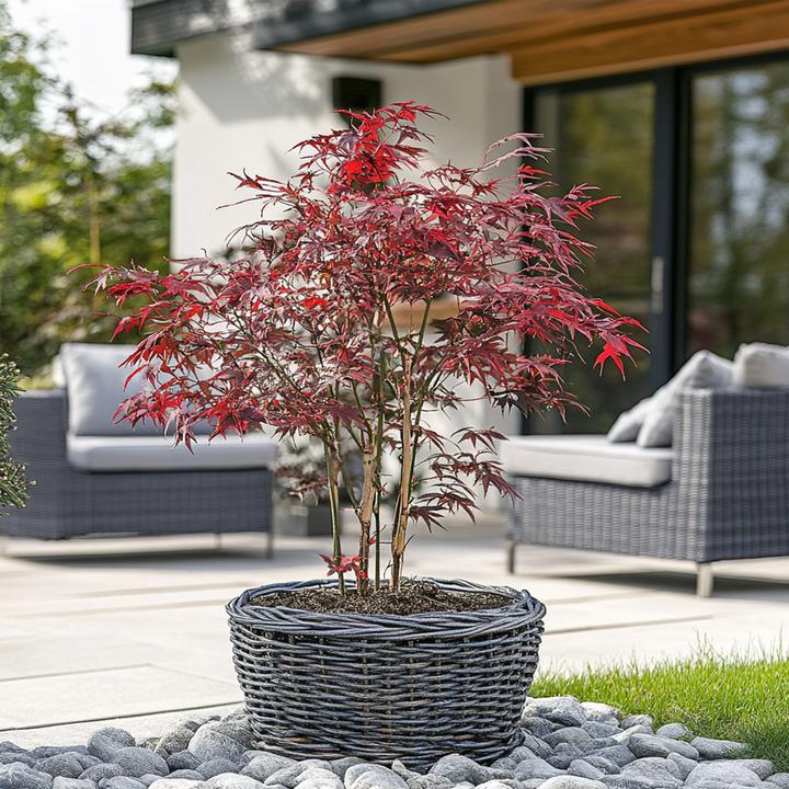 Actual product image Plant in a Box Acer palmatum 'Starfish' - Maple tree (60 cm)