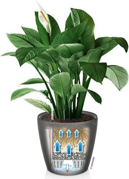 Produktbild Lechuza Classico (22 cm)